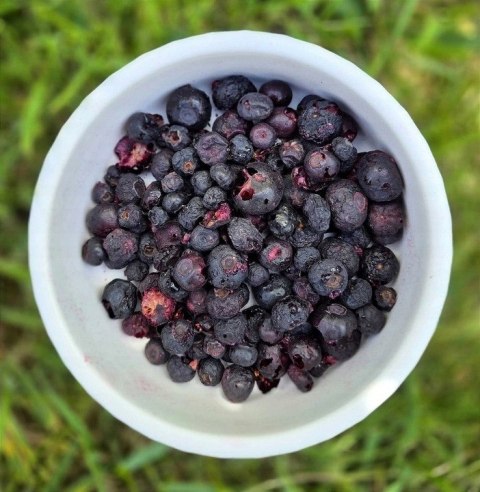 Przysmaki liofilizowane Borówka 20g Perro MIX & MATCH LIOFILIZOWANE SMACZKI