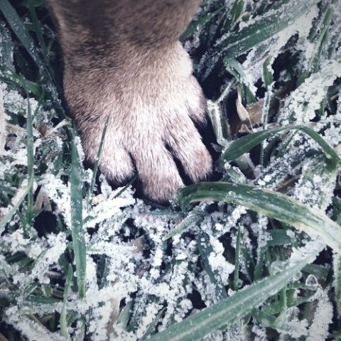 Totobi Naturalne maslo na lapki i nosek w sztyfcie