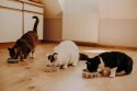 Pan Mięsko karma sucha dla kota Cielęcina z kaczką M 1,6KG