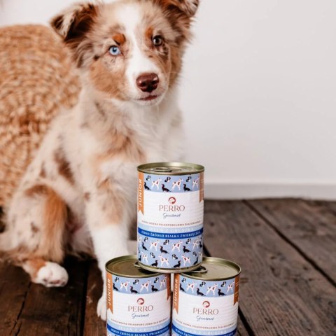 PERRO JUNIOR 6X400 KRÓLIK JAGNIĘCINA JELEŃ