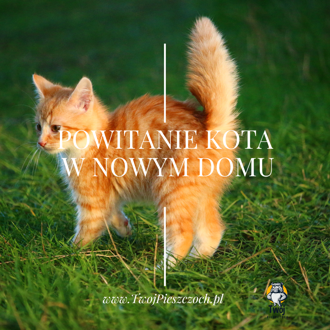 Powitanie kota w nowym domu