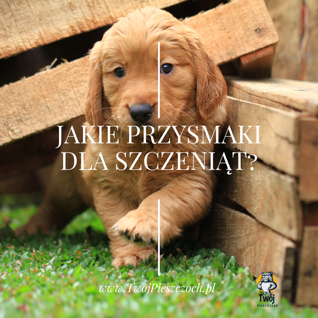 Polecane Przysmaki dla Szczeniąt