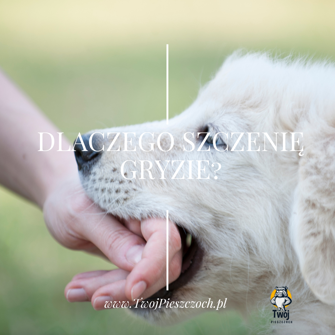 Dlaczego mój szczeniak gryzie?