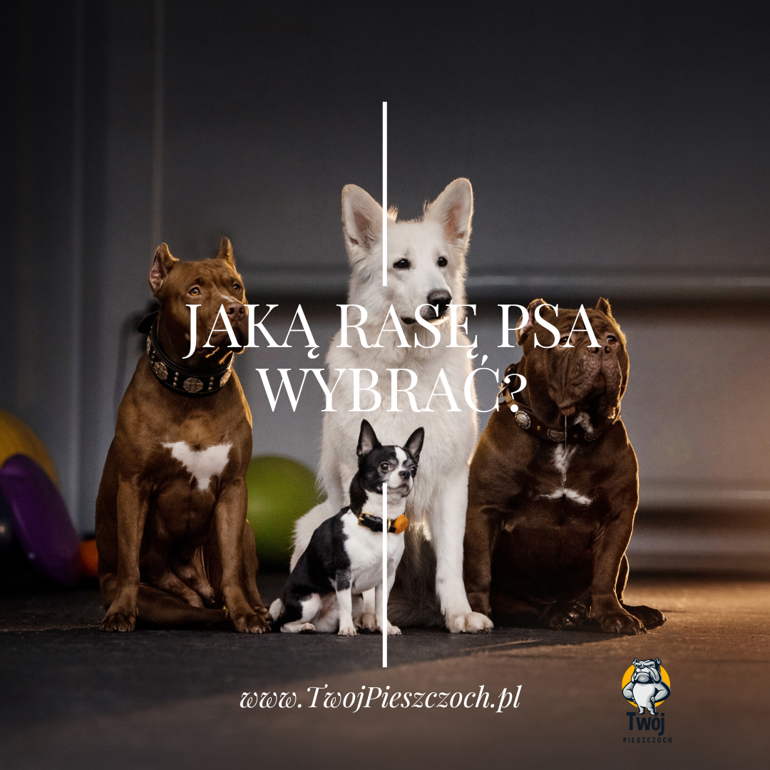 Jaką rasę psa wybrać? Jaka rasa psa będzie dla mnie najodpowiedniejsza?