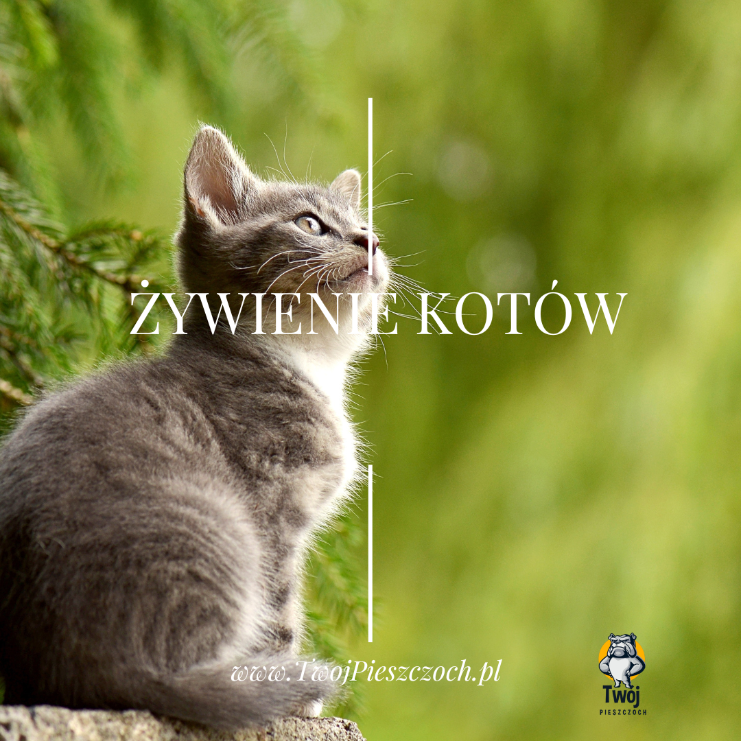 Żywienie kotów