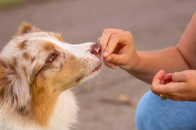 Jak wybrać najlepsze przysmaki dla psa — poradnik zakupowy + ranking i wskazówki ekspertów
