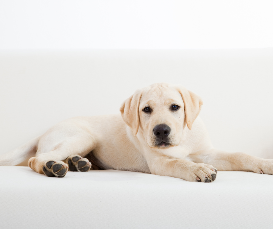 Labrador retriever – co to za rasa i na co zwrócić uwagę?