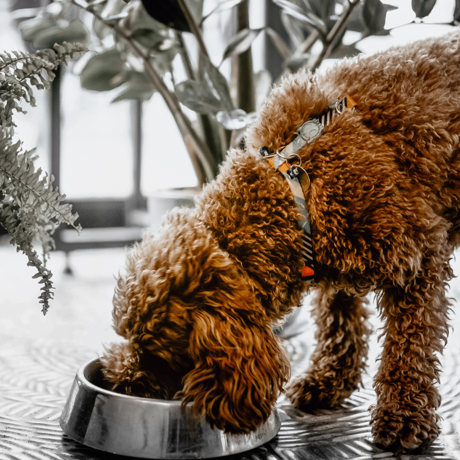 Karma bezzbożowa dla psa — kiedy ma sens i dla kogo?