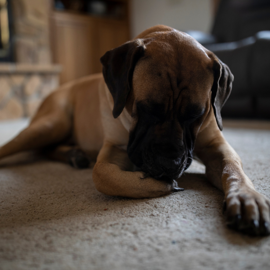 Pies się drapie — karma dla psa alergika i typowe objawy uczulenia