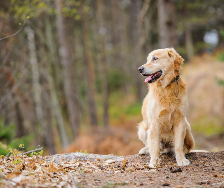Olej z Łososia dla Psa i Naturalne Kwasy Omega-3 i Omega-6