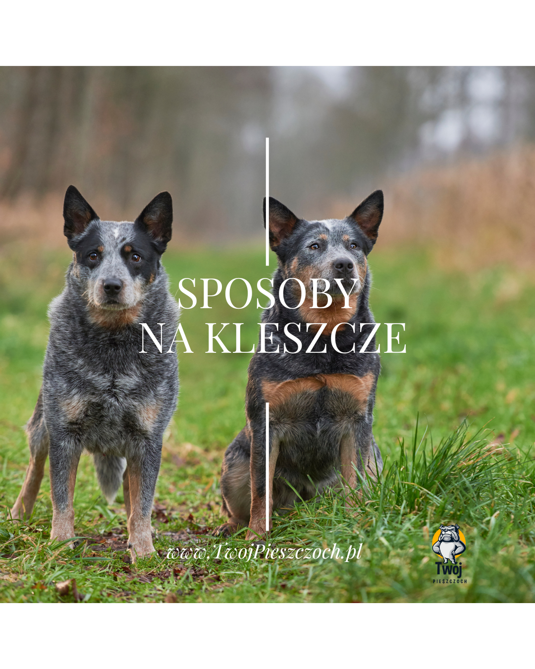 Mgiełki, czystek czy Foresto? Co na kleszcze dla Twojego psa?